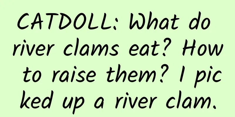 CATDOLL: What do river clams eat? How to raise them? I picked up a river clam.