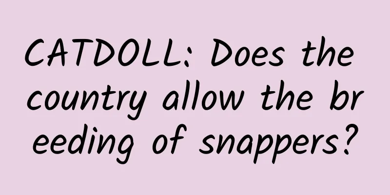 CATDOLL: Does the country allow the breeding of snappers?