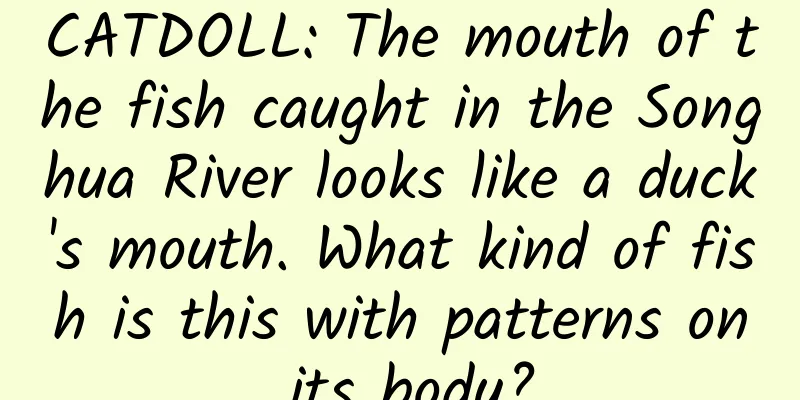 CATDOLL: The mouth of the fish caught in the Songhua River looks like a duck's mouth. What kind of fish is this with patterns on its body?