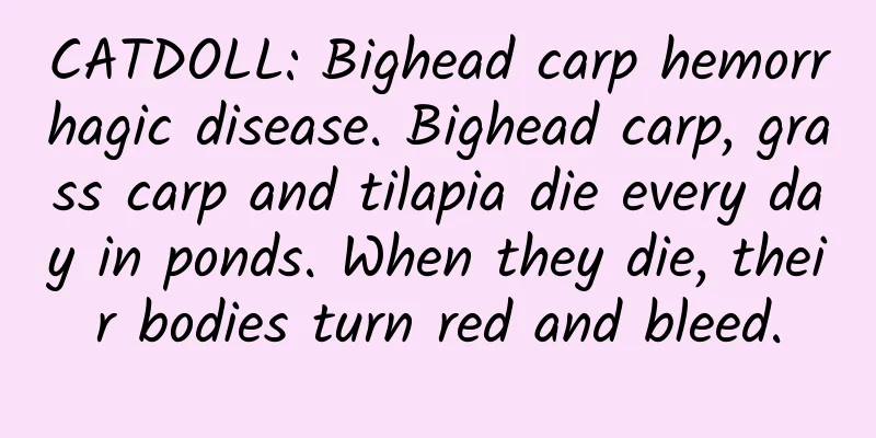 CATDOLL: Bighead carp hemorrhagic disease. Bighead carp, grass carp and tilapia die every day in ponds. When they die, their bodies turn red and bleed.