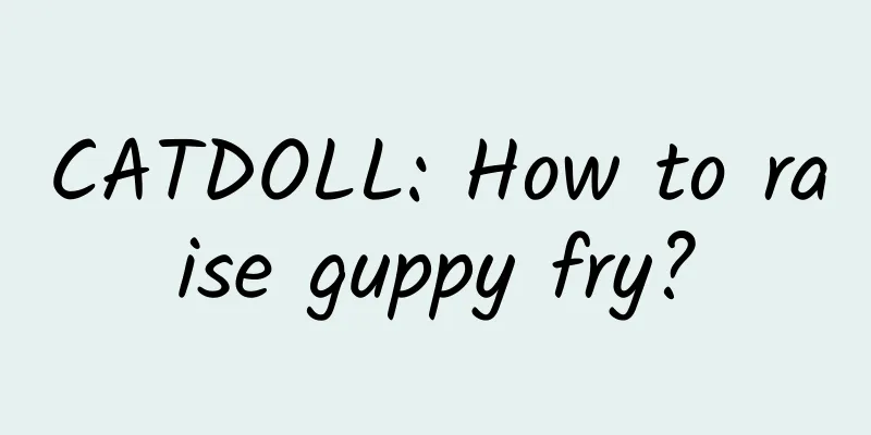 CATDOLL: How to raise guppy fry?