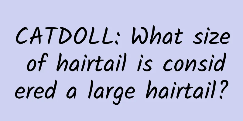 CATDOLL: What size of hairtail is considered a large hairtail?