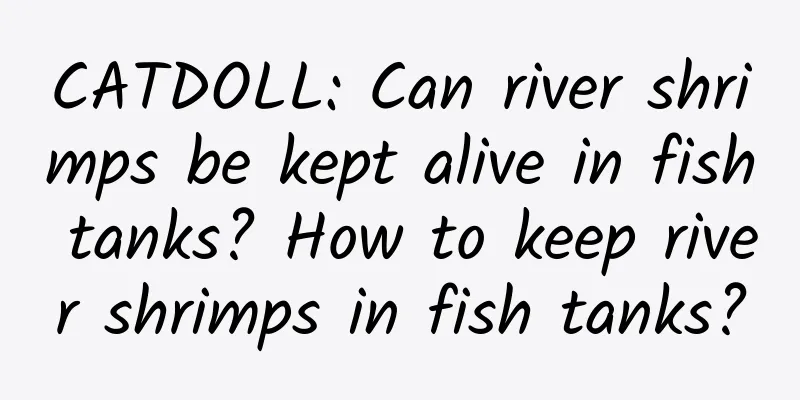 CATDOLL: Can river shrimps be kept alive in fish tanks? How to keep river shrimps in fish tanks?