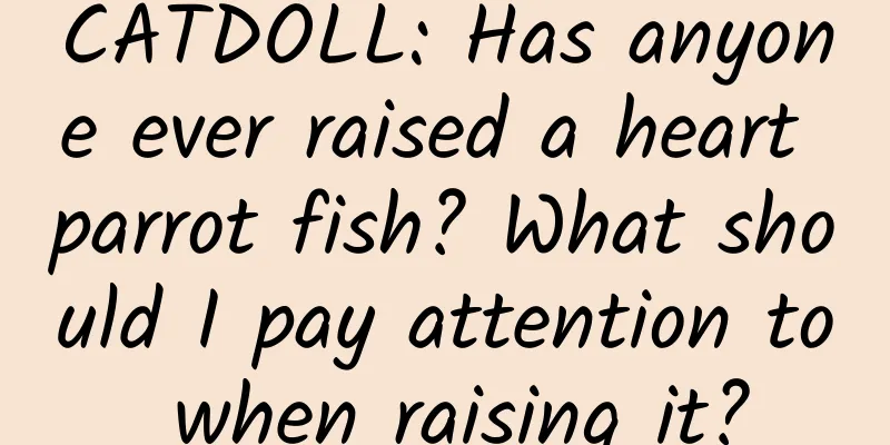 CATDOLL: Has anyone ever raised a heart parrot fish? What should I pay attention to when raising it?