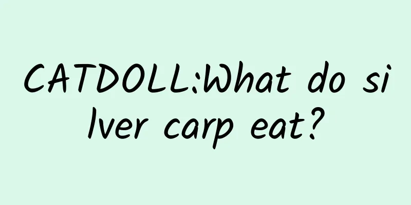 CATDOLL:What do silver carp eat?