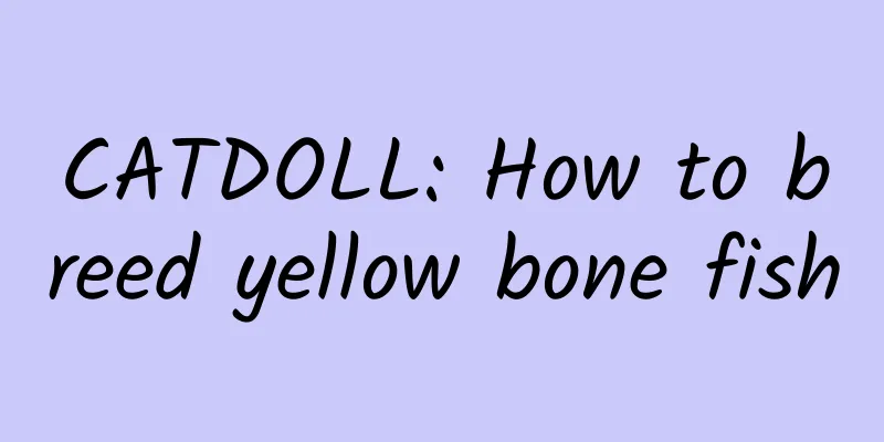 CATDOLL: How to breed yellow bone fish