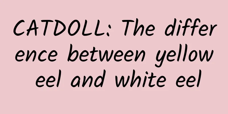 CATDOLL: The difference between yellow eel and white eel