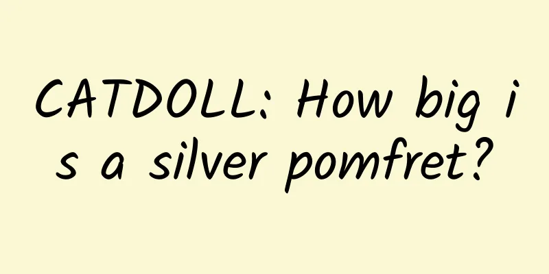 CATDOLL: How big is a silver pomfret?