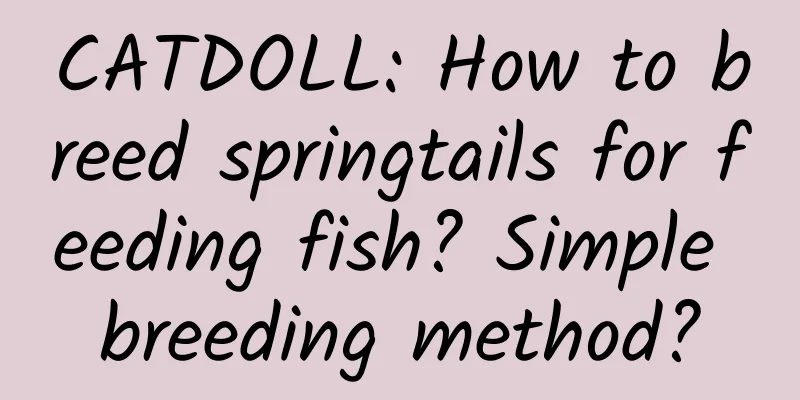 CATDOLL: How to breed springtails for feeding fish? Simple breeding method?