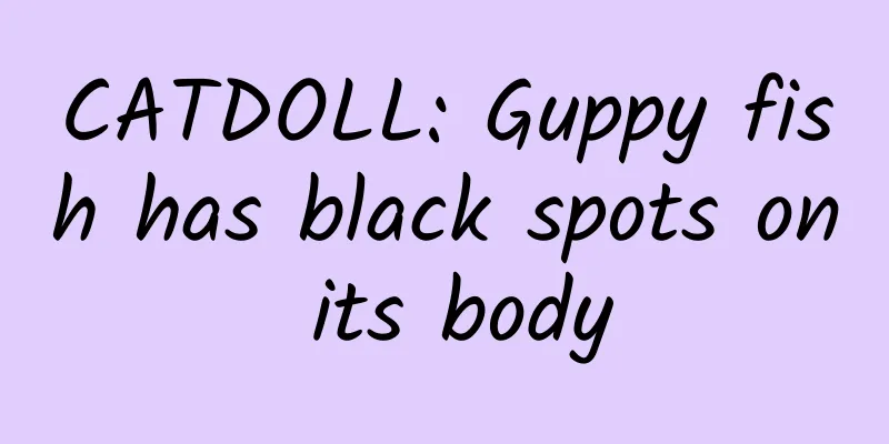 CATDOLL: Guppy fish has black spots on its body