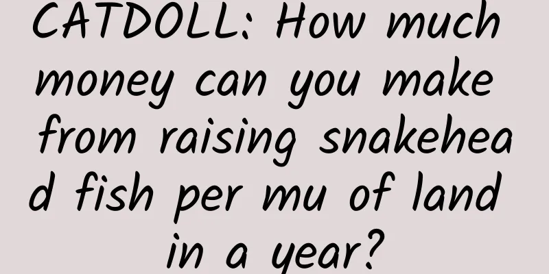 CATDOLL: How much money can you make from raising snakehead fish per mu of land in a year?