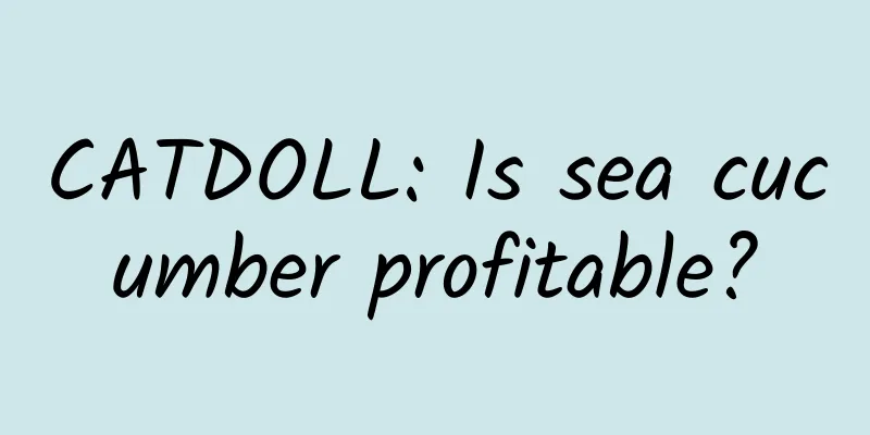 CATDOLL: Is sea cucumber profitable?