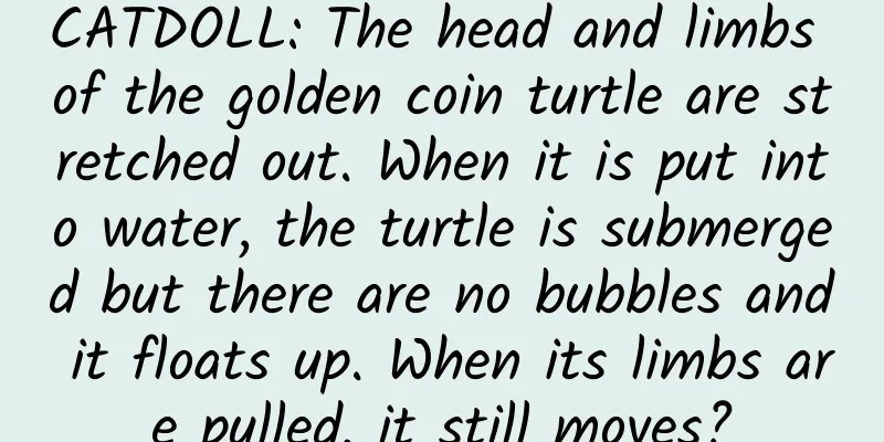 CATDOLL: The head and limbs of the golden coin turtle are stretched out. When it is put into water, the turtle is submerged but there are no bubbles and it floats up. When its limbs are pulled, it still moves?