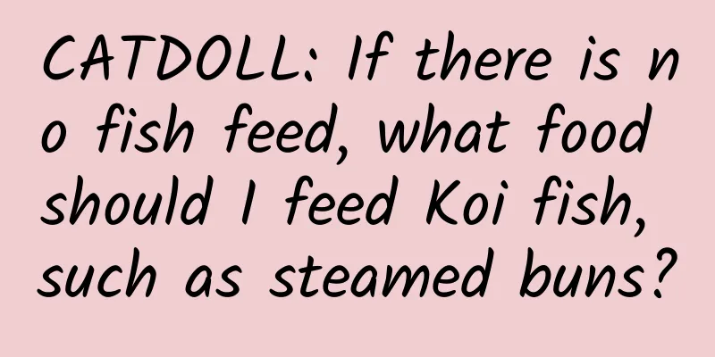 CATDOLL: If there is no fish feed, what food should I feed Koi fish, such as steamed buns?