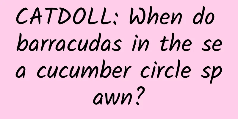 CATDOLL: When do barracudas in the sea cucumber circle spawn?