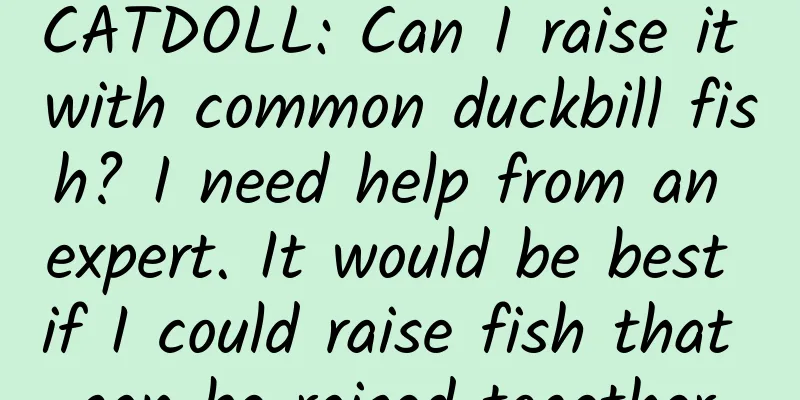 CATDOLL: Can I raise it with common duckbill fish? I need help from an expert. It would be best if I could raise fish that can be raised together.