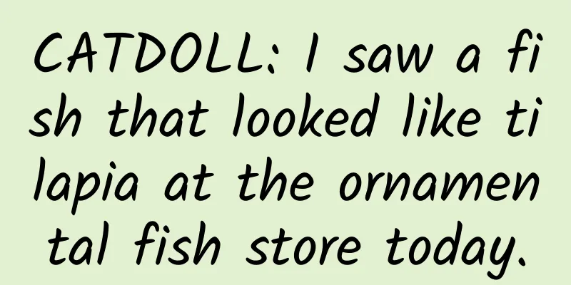 CATDOLL: I saw a fish that looked like tilapia at the ornamental fish store today.