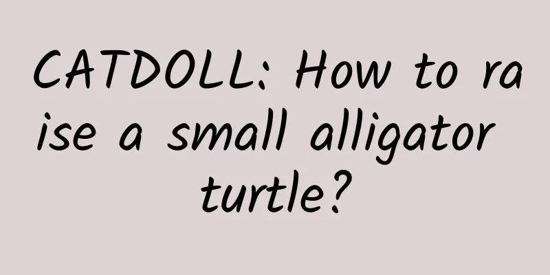 CATDOLL: How to raise a small alligator turtle?