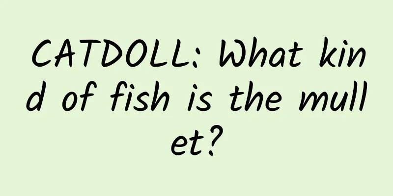 CATDOLL: What kind of fish is the mullet?