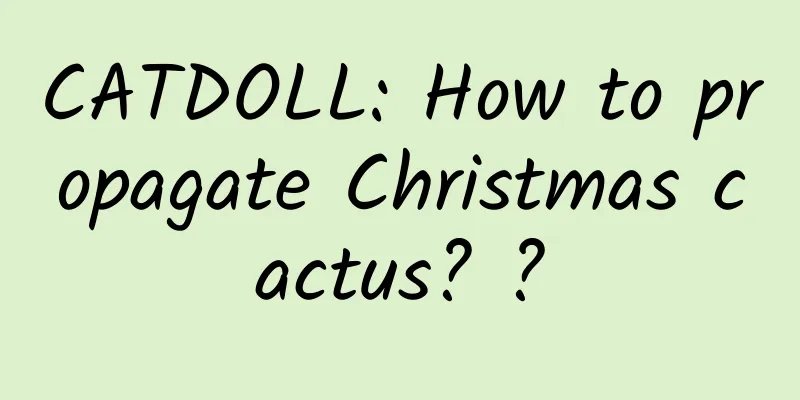 CATDOLL: How to propagate Christmas cactus? ?