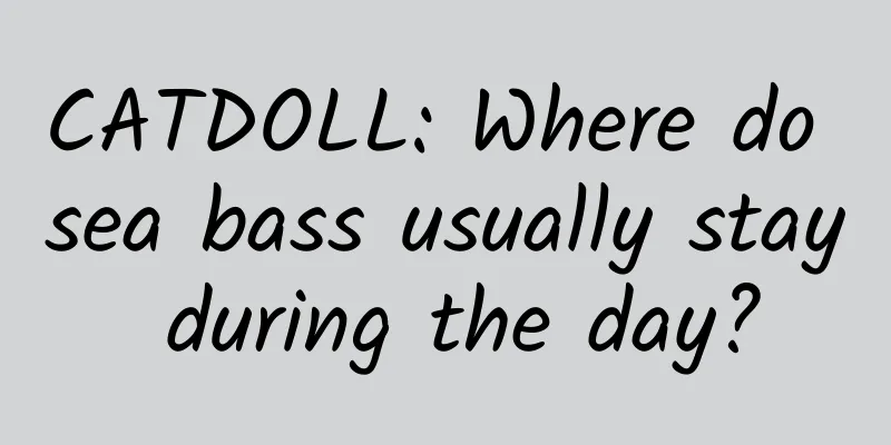 CATDOLL: Where do sea bass usually stay during the day?