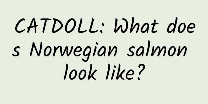 CATDOLL: What does Norwegian salmon look like?