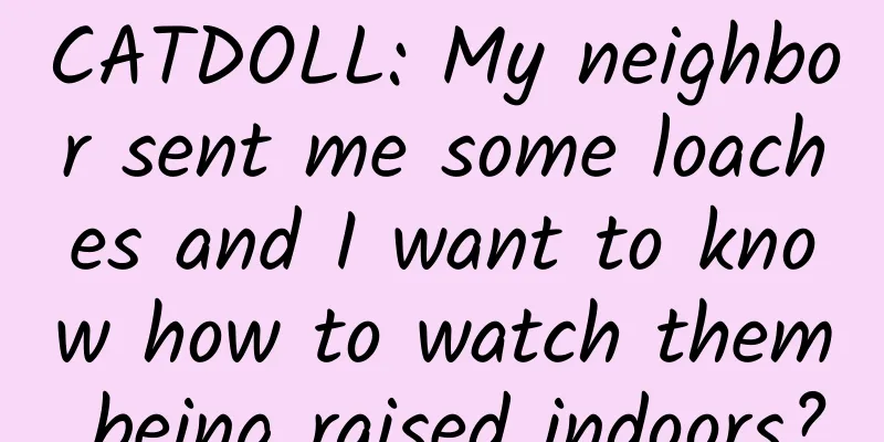 CATDOLL: My neighbor sent me some loaches and I want to know how to watch them being raised indoors?