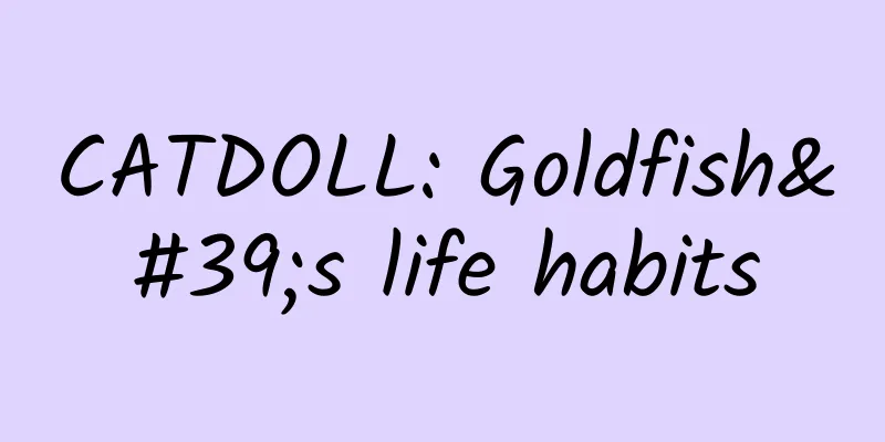 CATDOLL: Goldfish's life habits