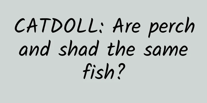 CATDOLL: Are perch and shad the same fish?