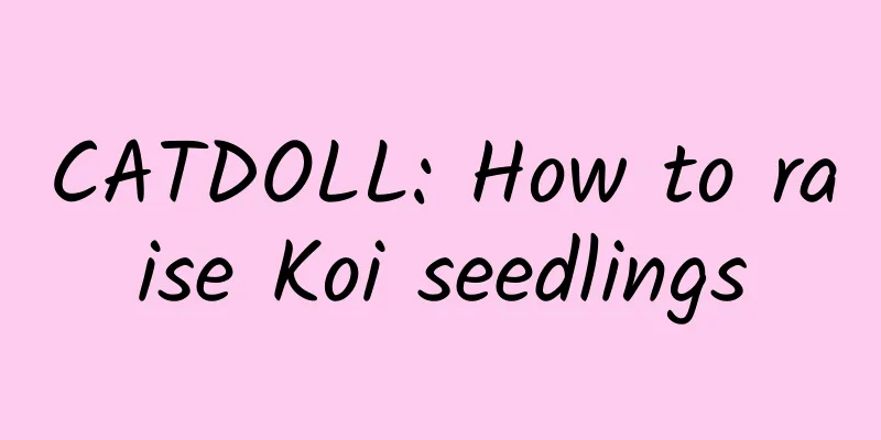 CATDOLL: How to raise Koi seedlings