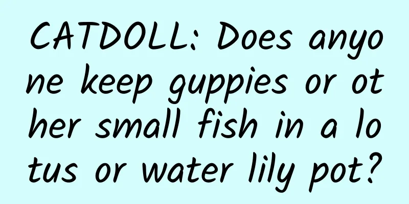 CATDOLL: Does anyone keep guppies or other small fish in a lotus or water lily pot?