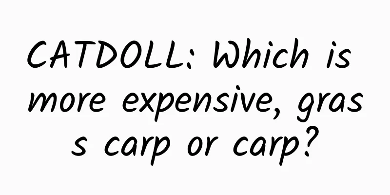 CATDOLL: Which is more expensive, grass carp or carp?