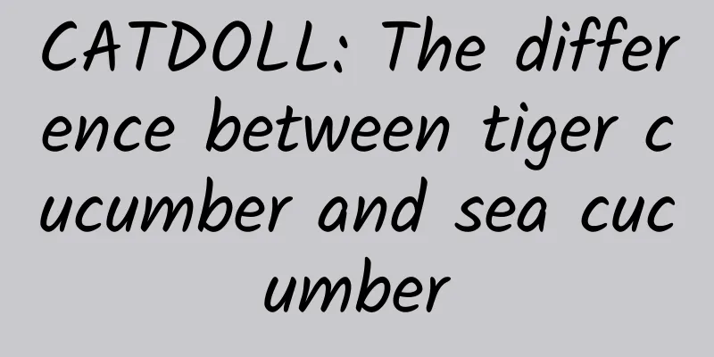 CATDOLL: The difference between tiger cucumber and sea cucumber