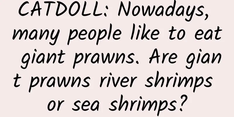 CATDOLL: Nowadays, many people like to eat giant prawns. Are giant prawns river shrimps or sea shrimps?
