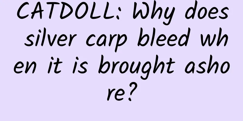 CATDOLL: Why does silver carp bleed when it is brought ashore?