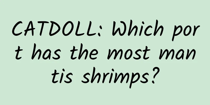 CATDOLL: Which port has the most mantis shrimps?