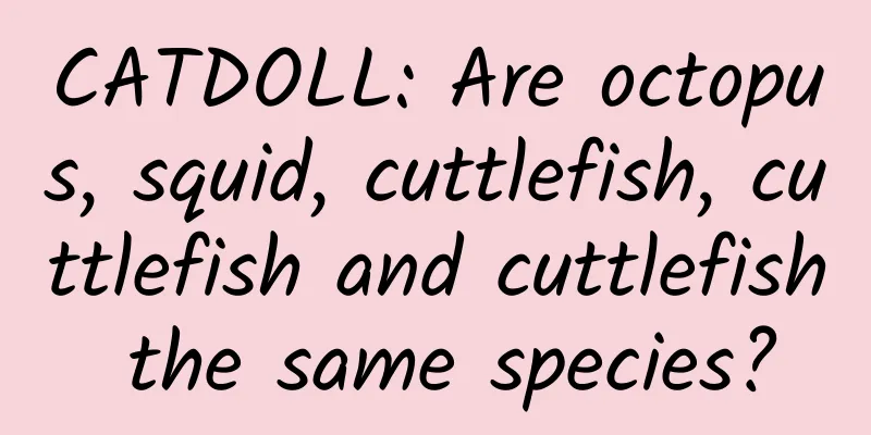 CATDOLL: Are octopus, squid, cuttlefish, cuttlefish and cuttlefish the same species?