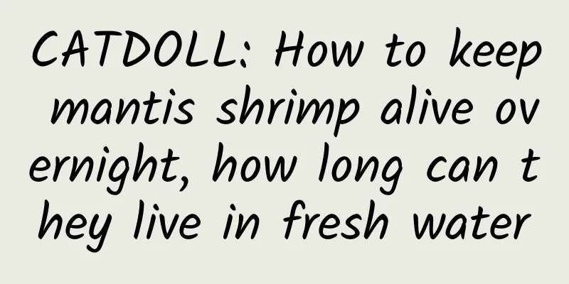 CATDOLL: How to keep mantis shrimp alive overnight, how long can they live in fresh water