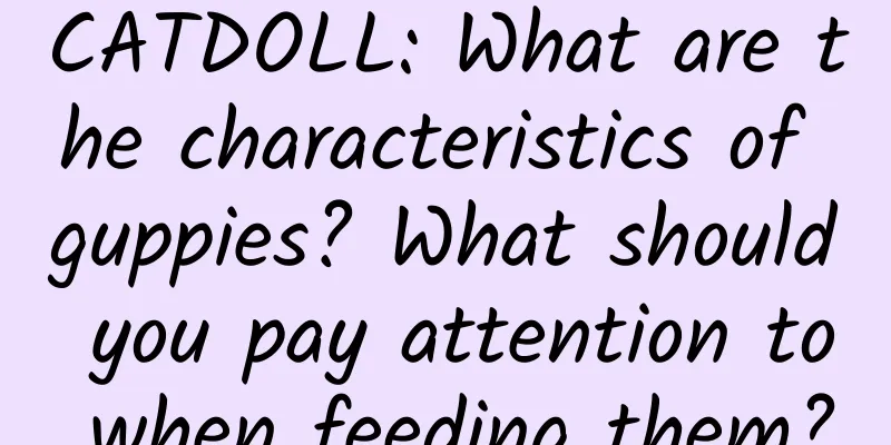 CATDOLL: What are the characteristics of guppies? What should you pay attention to when feeding them?