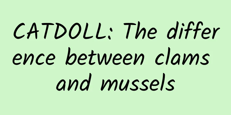 CATDOLL: The difference between clams and mussels