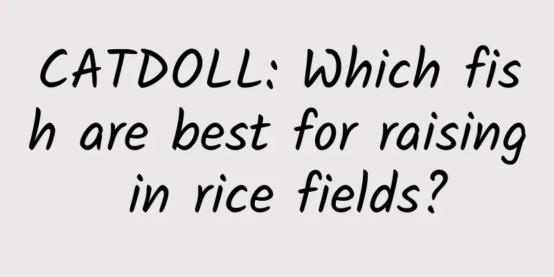 CATDOLL: Which fish are best for raising in rice fields?