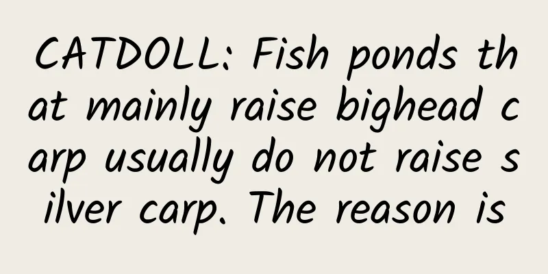 CATDOLL: Fish ponds that mainly raise bighead carp usually do not raise silver carp. The reason is