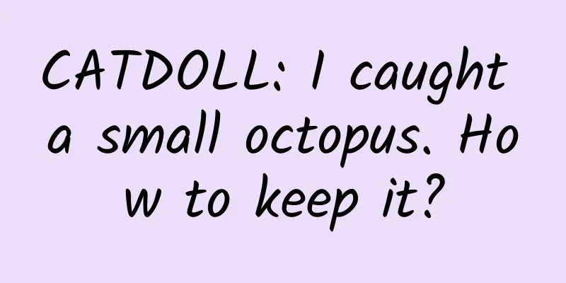 CATDOLL: I caught a small octopus. How to keep it?