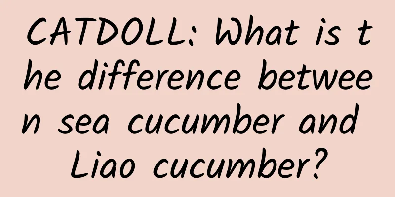 CATDOLL: What is the difference between sea cucumber and Liao cucumber?