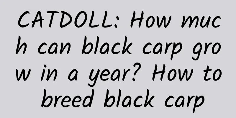 CATDOLL: How much can black carp grow in a year? How to breed black carp