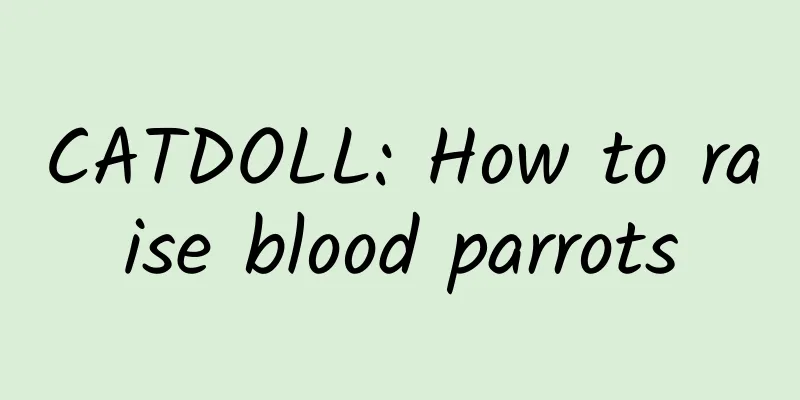CATDOLL: How to raise blood parrots