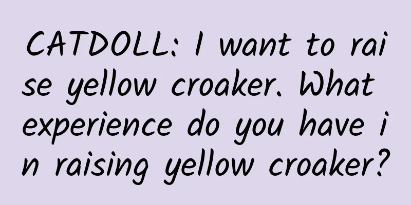 CATDOLL: I want to raise yellow croaker. What experience do you have in raising yellow croaker?