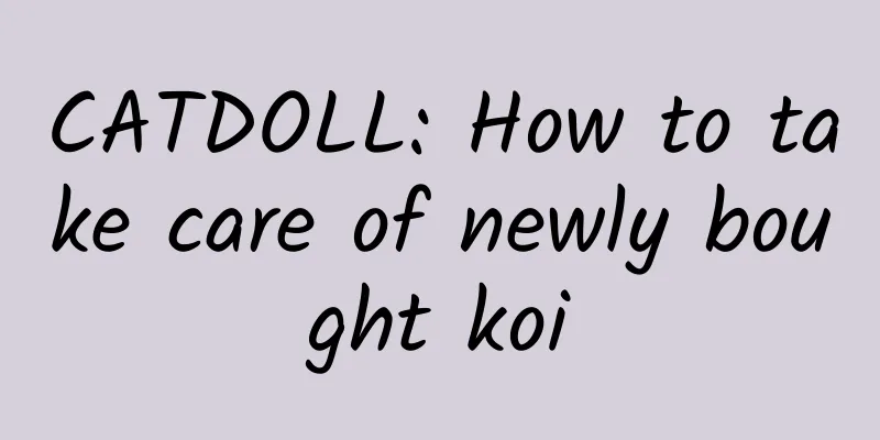 CATDOLL: How to take care of newly bought koi