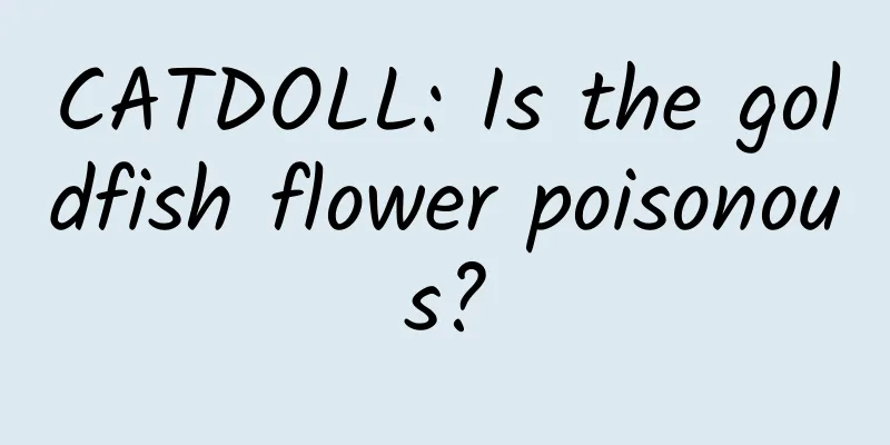 CATDOLL: Is the goldfish flower poisonous?