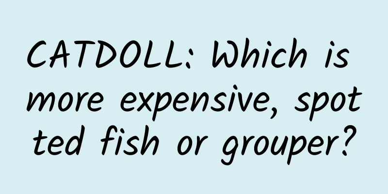 CATDOLL: Which is more expensive, spotted fish or grouper?